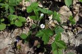 Potentilla micrantha