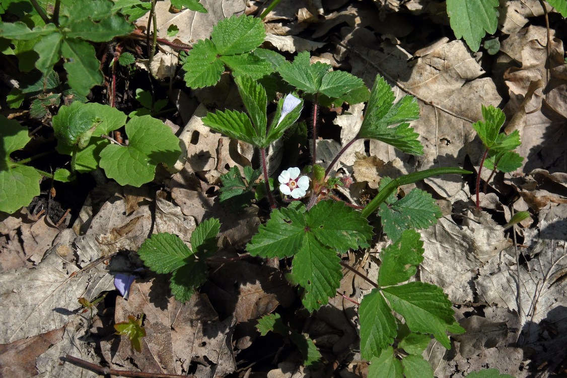 Image of Potentilla micrantha specimen.