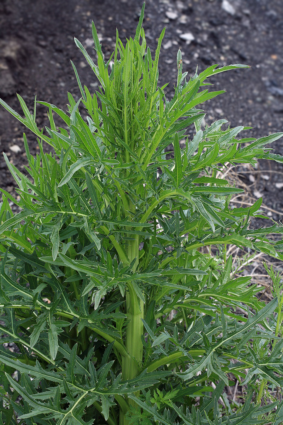 Image of Cirsium pendulum specimen.