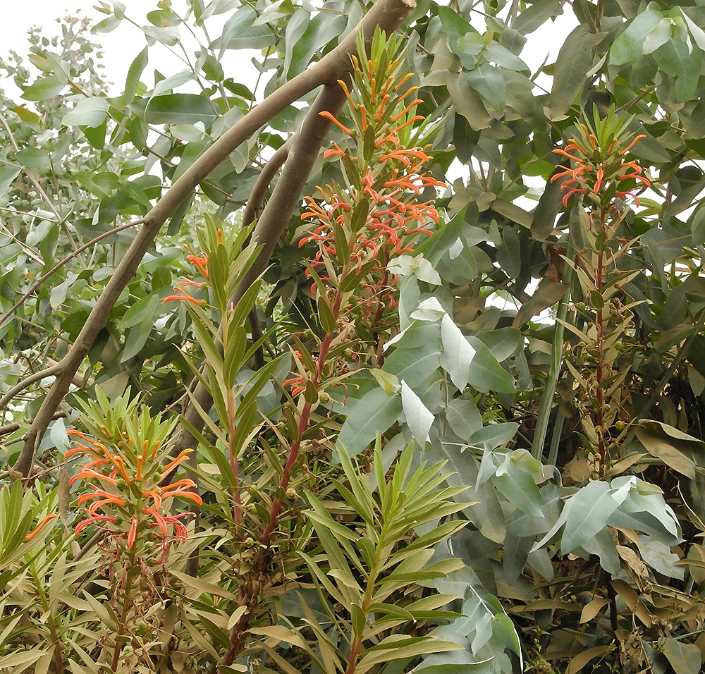 Image of Lobelia excelsa specimen.