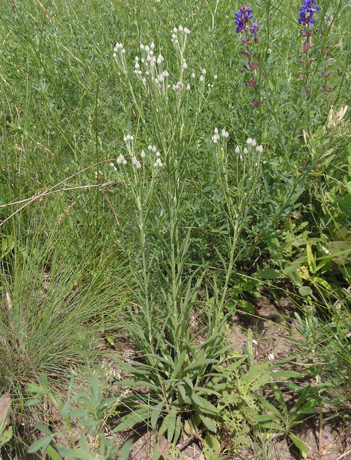 Image of Jurinea multiflora specimen.