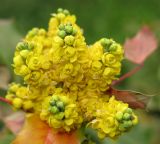 Mahonia aquifolium. Соцветие. Грузия, г. Тбилиси, Центральный ботанический сад АН Грузии. 23.04.2017.