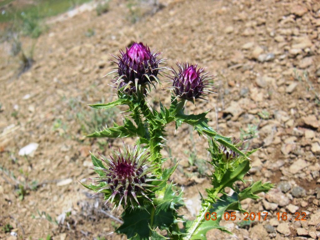 Image of genus Carduus specimen.