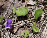 Viola odorata. Цветущие растения. Армения, окр. монастыря Гегард, задернованный скальный склон. 27.04.2017.