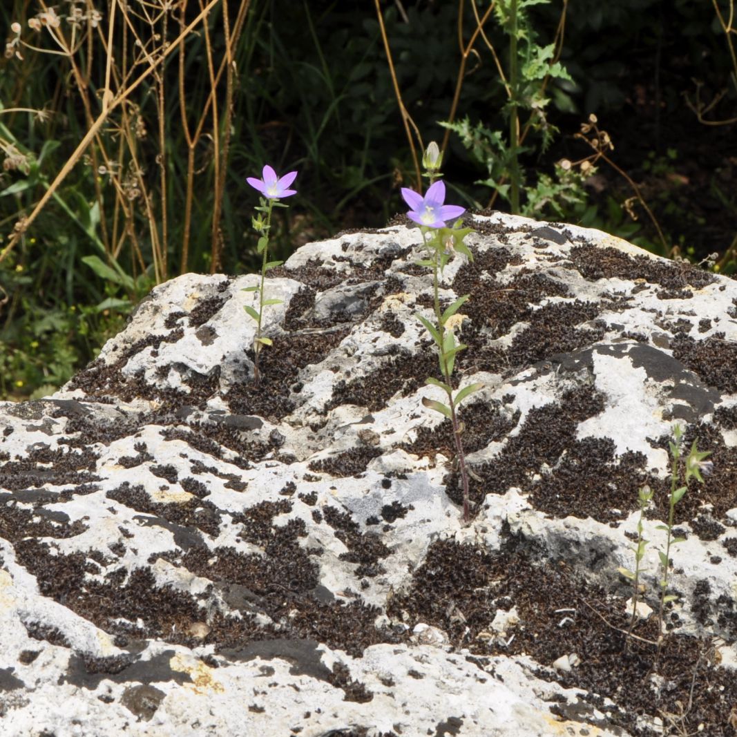 Image of Campanula scutellata specimen.