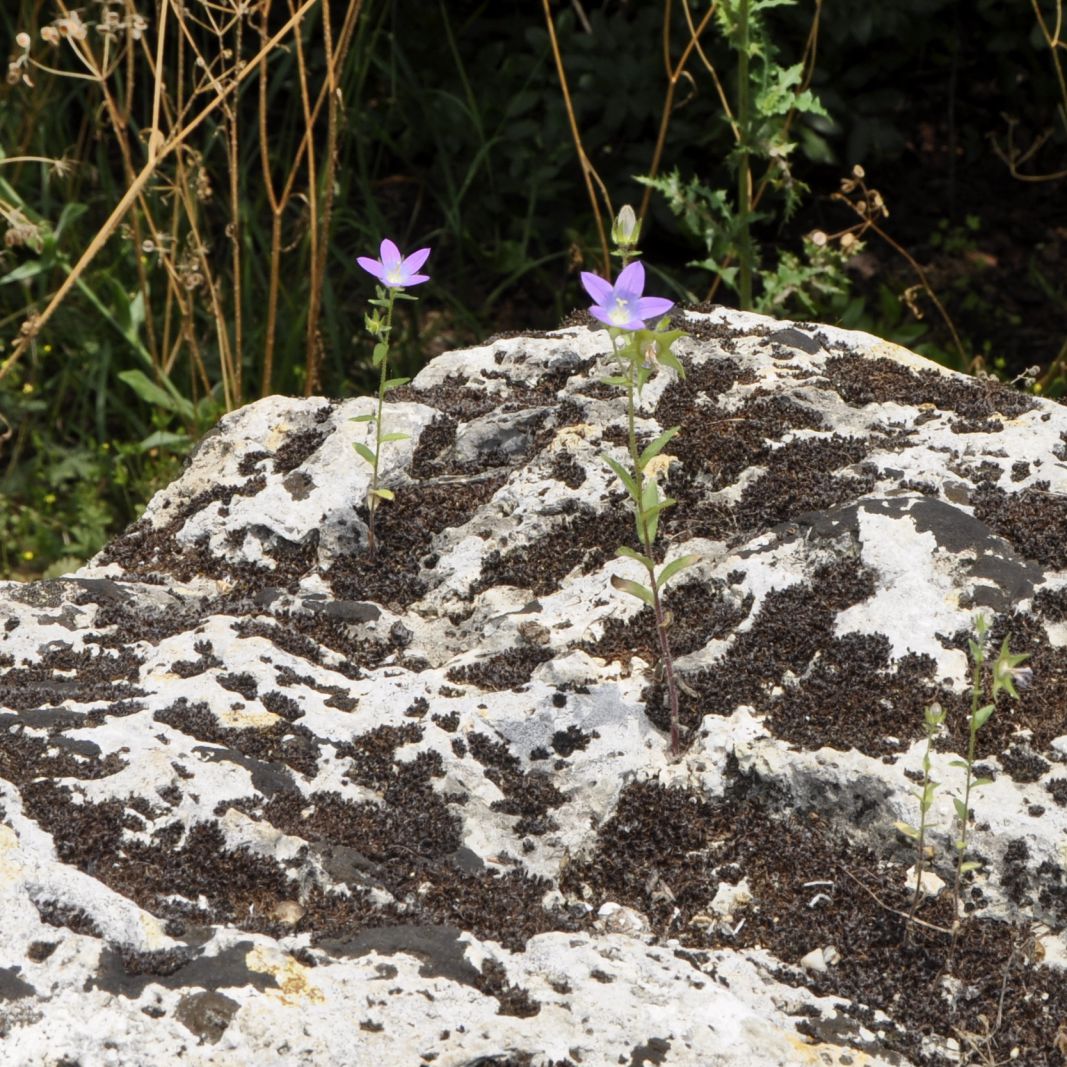 Изображение особи Campanula scutellata.