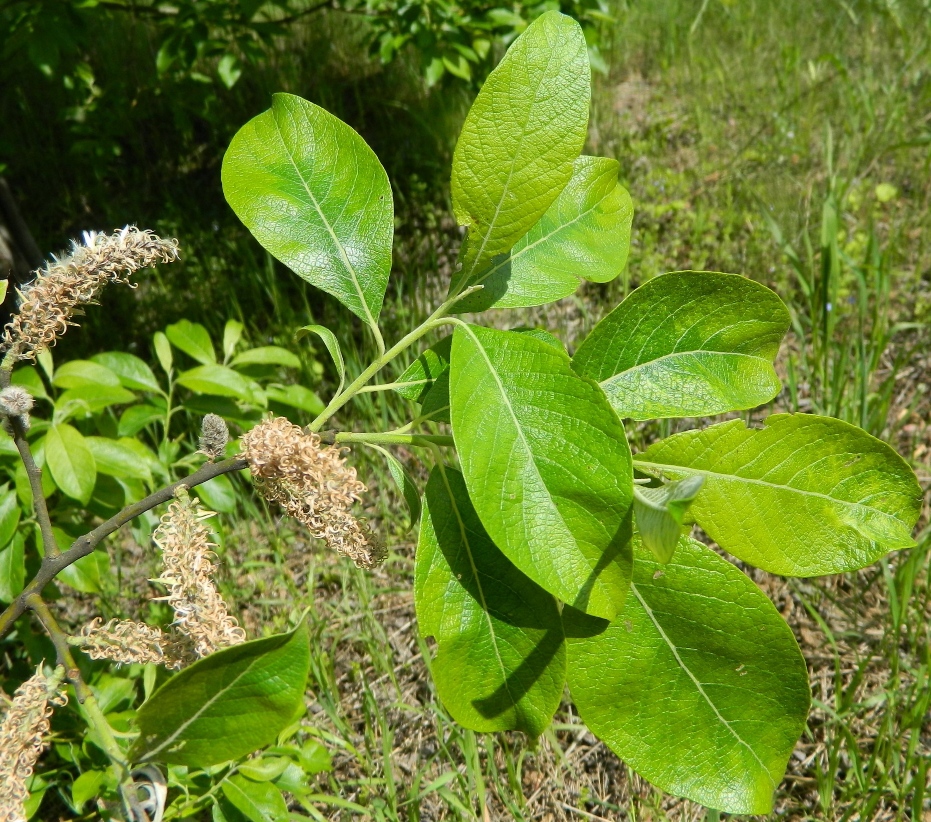 Image of Salix caprea specimen.