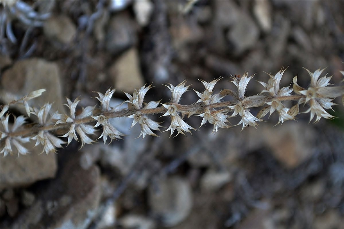 Image of Sideritis montana specimen.