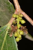 Image of taxon representative. Author is Татьяна Мальчинская