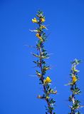 Caragana spinosa