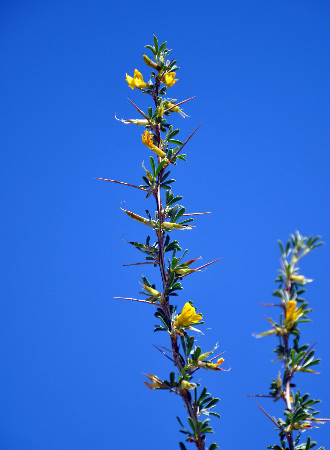 Изображение особи Caragana spinosa.