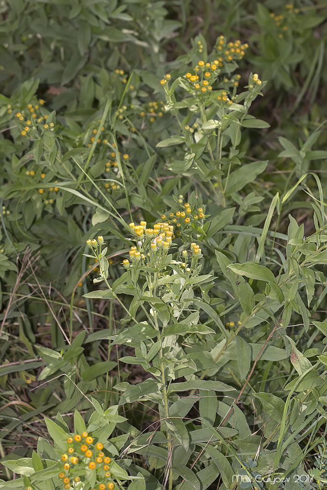 Изображение особи Inula germanica.