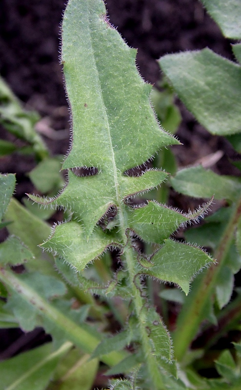 Изображение особи Crepis rhoeadifolia.