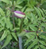 Angelica sylvestris