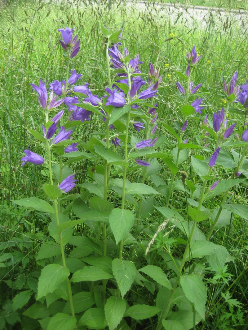 Image of Campanula latifolia specimen.