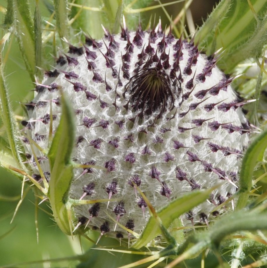 Изображение особи Cirsium ligulare.