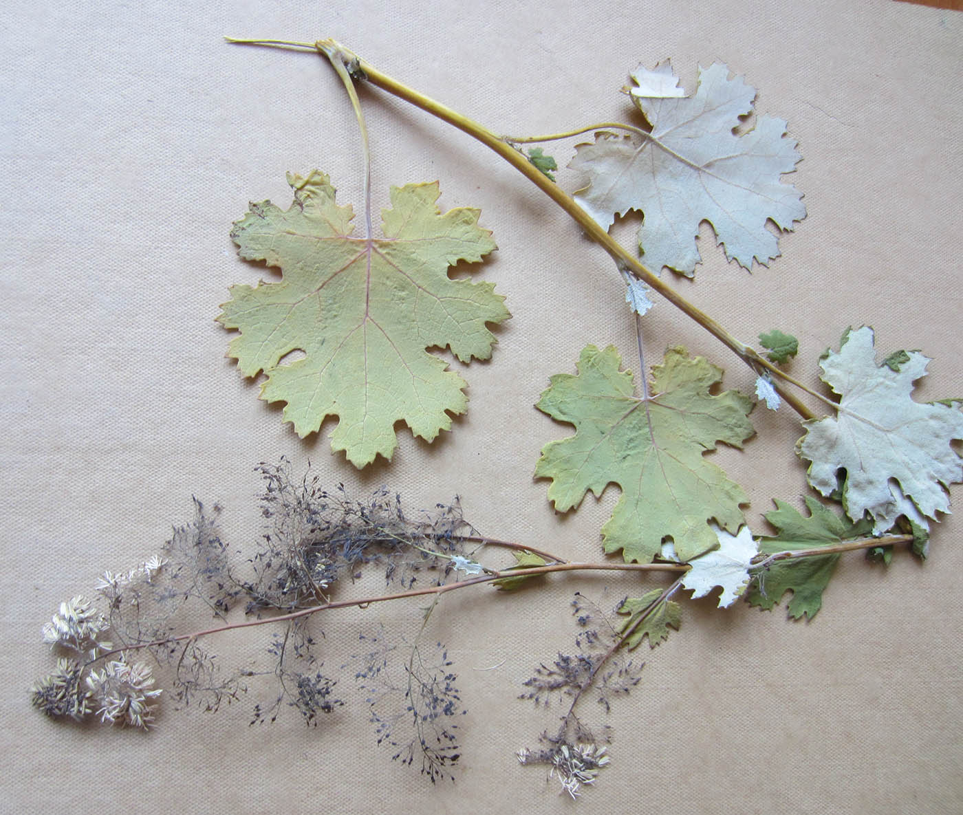 Image of genus Macleaya specimen.