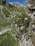 Gypsophila tenuifolia. Цветущее растение. Кабардино-Балкария, Эльбрусский р-н, долина реки Ирикчат, ок. 2400 м н.у.м., скала. 28.07.2017.