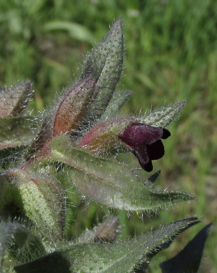 Image of Nonea rossica specimen.