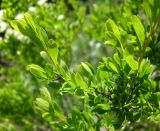 Spiraea hypericifolia