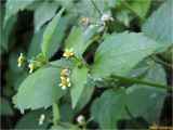 Galinsoga quadriradiata. Верхушка растения с соцветиями. Украина, Ивано-Франковская обл., Болеховский горсовет, Поляницкий сельсовет, Поляницкий региональный ландшафтный парк, буковый лес. 31.08.2017.