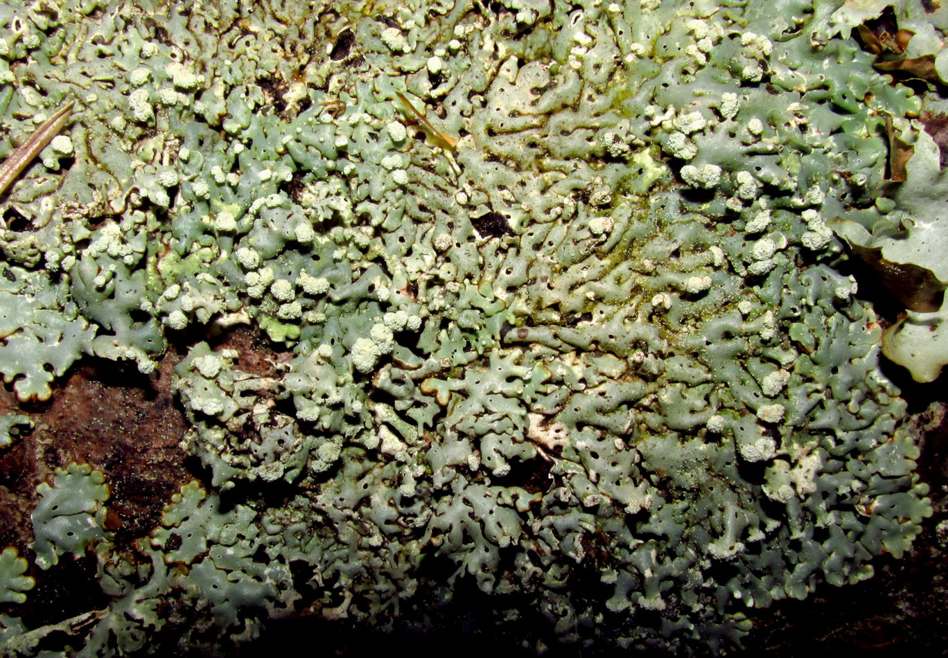 Image of Menegazzia pertusa specimen.