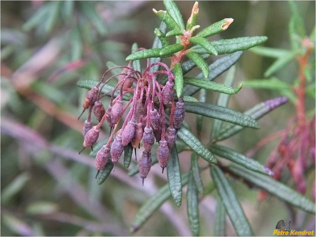 Image of Ledum palustre specimen.