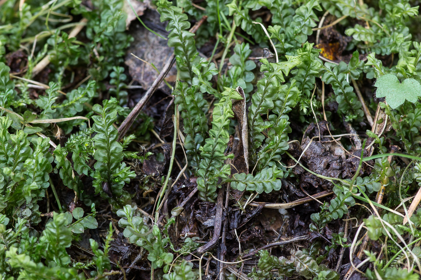 Изображение особи Plagiochila asplenioides.