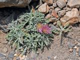 Jurinea algida. Отцветающее растение. Таджикистан, Фанские горы, окр. Мутного озера, ≈ 3500 м н.у.м., каменистый сухой склон. 02.08.2017.