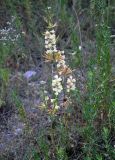 Delphinium biternatum. Цветущее растение. Таджикистан, Фанские горы, долина р. Чапдара, ≈ 2600 м н.у.м., сухой склон с зарослями полыни. 30.07.2017.
