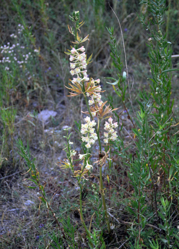 Image of Delphinium biternatum specimen.