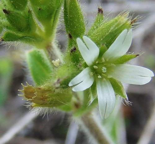 Image of Cerastium glomeratum specimen.
