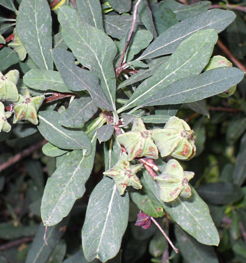 Изображение особи Exochorda racemosa.