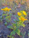 Inula britannica