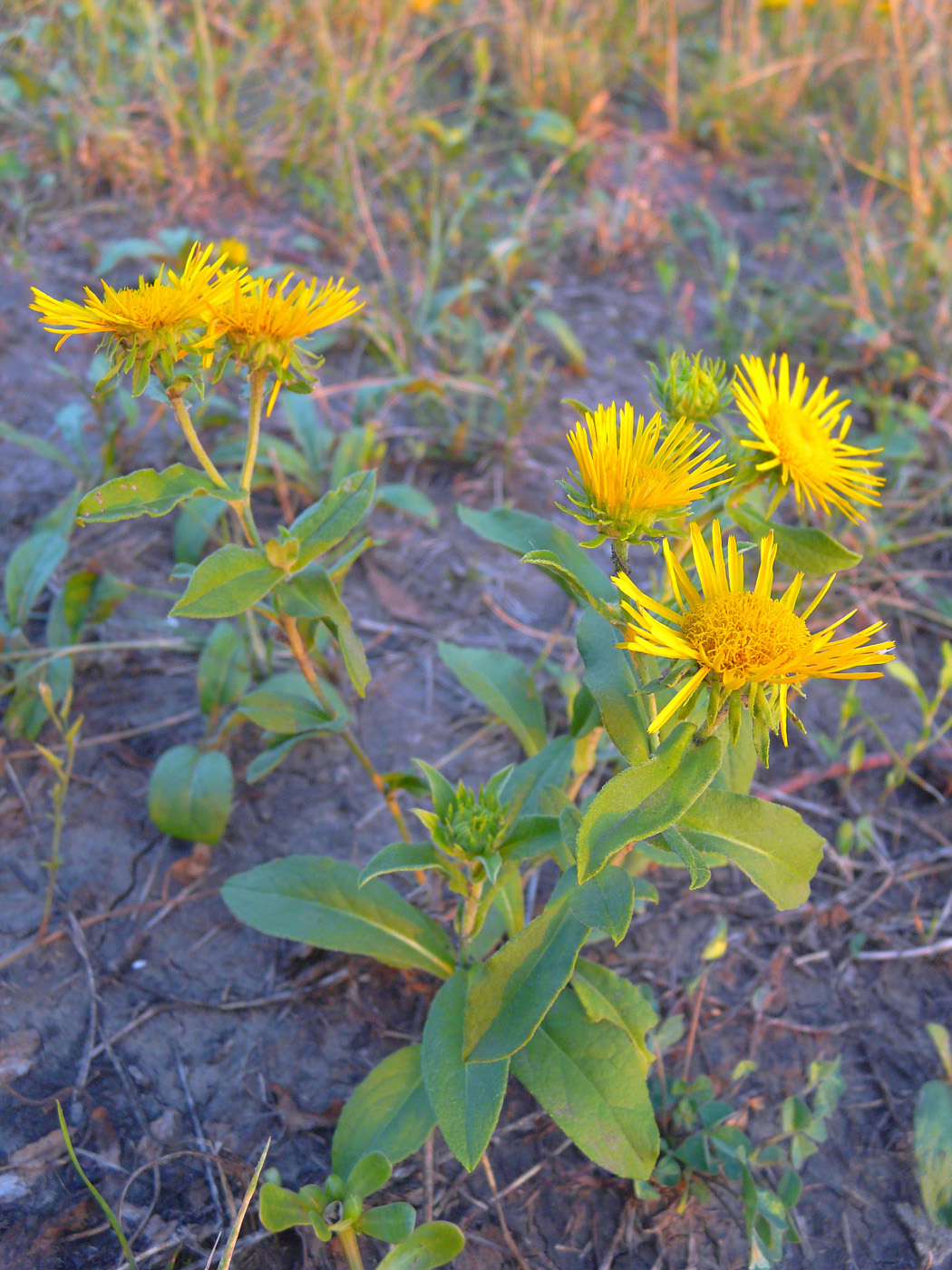 Изображение особи Inula britannica.