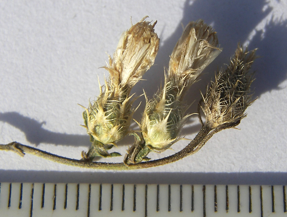 Image of Centaurea diffusa specimen.