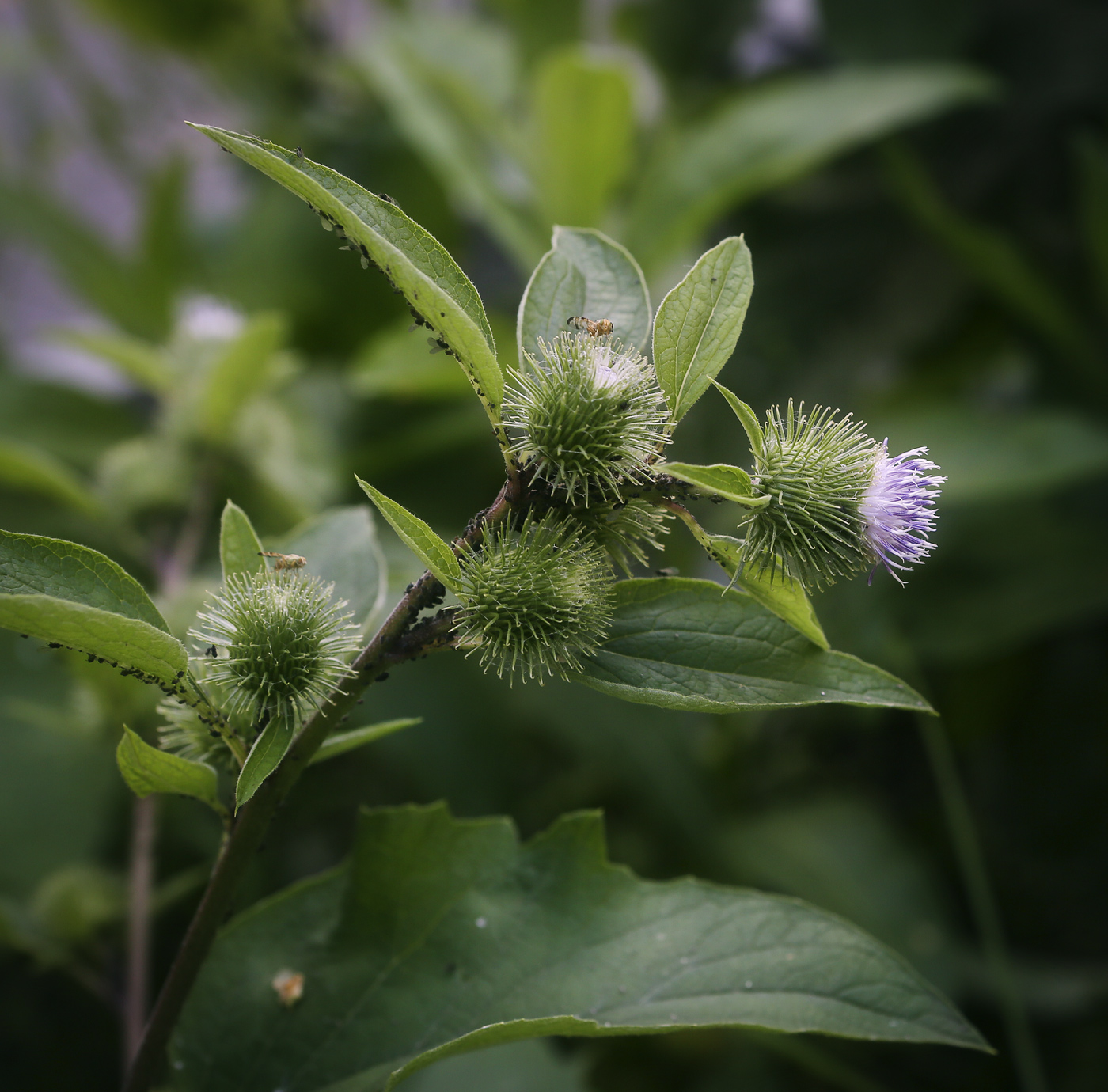 Image of Arctium minus specimen.