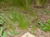 Nassella tenuissima