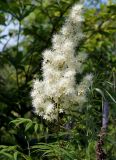 Sorbaria sorbifolia. Верхушка побега с соцветием. Амурская обл., Бурейский р-н, окр. пос. Малиновка. 17.07.2016.