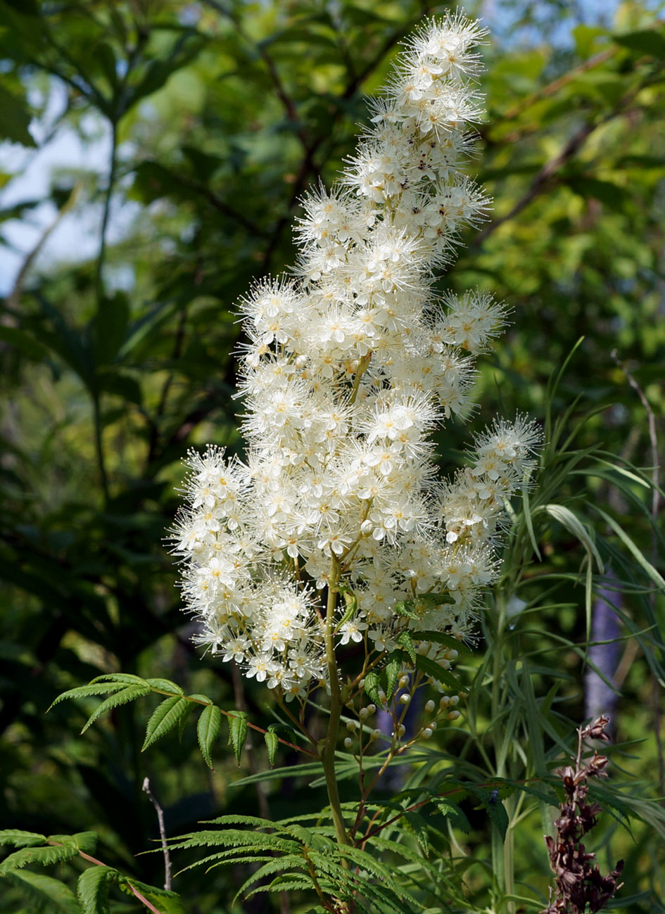 Image of Sorbaria sorbifolia specimen.