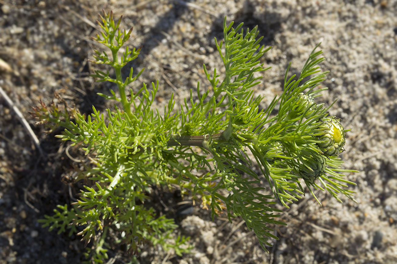 Image of Tripleurospermum tetragonospermum specimen.