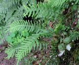 Polypodium vulgare. Вайи. Украина, Черкасская обл., Каневский р-н, Региональный ландшафтный парк \"Трахтемиров\", песчаный обрыв к Днепру. 13 июня 2009 г.