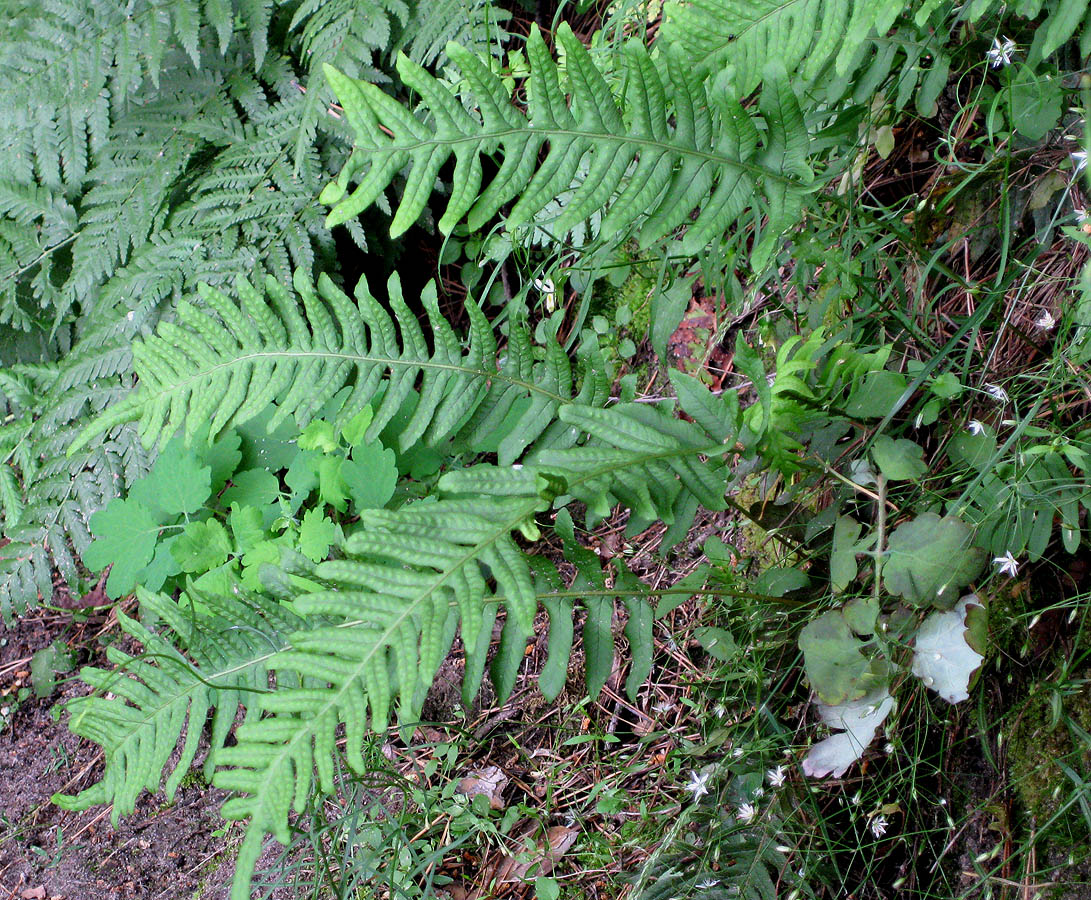 Изображение особи Polypodium vulgare.