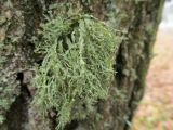 Ramalina farinacea. Слоевище с соралиями на коре дуба черешчатого (Quercus robur). Беларусь, Гродненская обл., Новогрудский р-н, Дендропарк Новогрудского лесхоза. 24.11.2017.