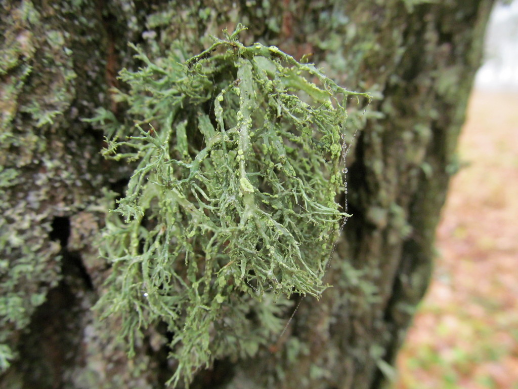 Image of Ramalina farinacea specimen.