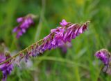 Hedysarum caucasicum. Соцветие. Адыгея, Фишт-Оштеновский массив, верховья р. Белая, ≈ 1600 м н.у.м., каменистый берег реки. 05.07.2017.