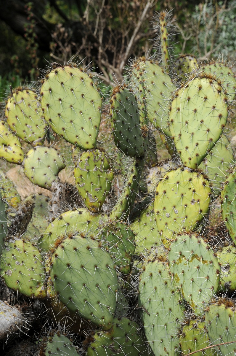 Изображение особи Opuntia phaeacantha.