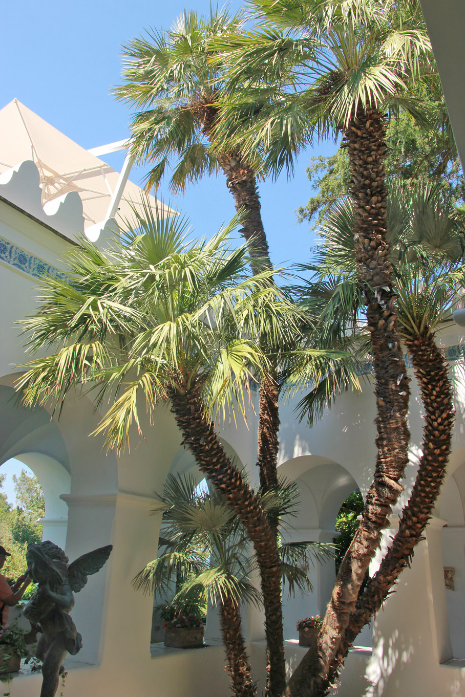 Image of Chamaerops humilis specimen.