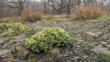 Cladonia strepsilis. Слоевище. Краснодарский край, м/о г. Новороссийск, северный склон горы Сахарная Голова, ≈ 400 м н.у.м., мелкощебнистая россыпь из ожелезнённого слабокарбонатного песчаника. 17.02.2018.