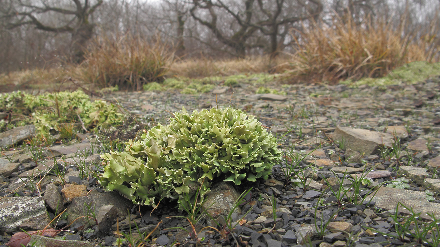 Изображение особи Cladonia strepsilis.